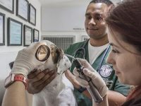 Veterinarian Management Support